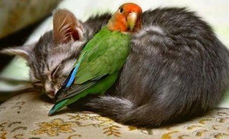 Animais de Estimação