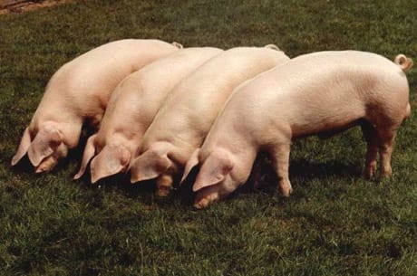 A Sabedoria por detrás da Proibição da Carne de Porco