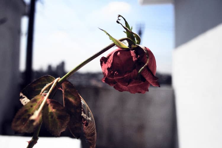 Abuso Moral e Físico por Parte do Marido